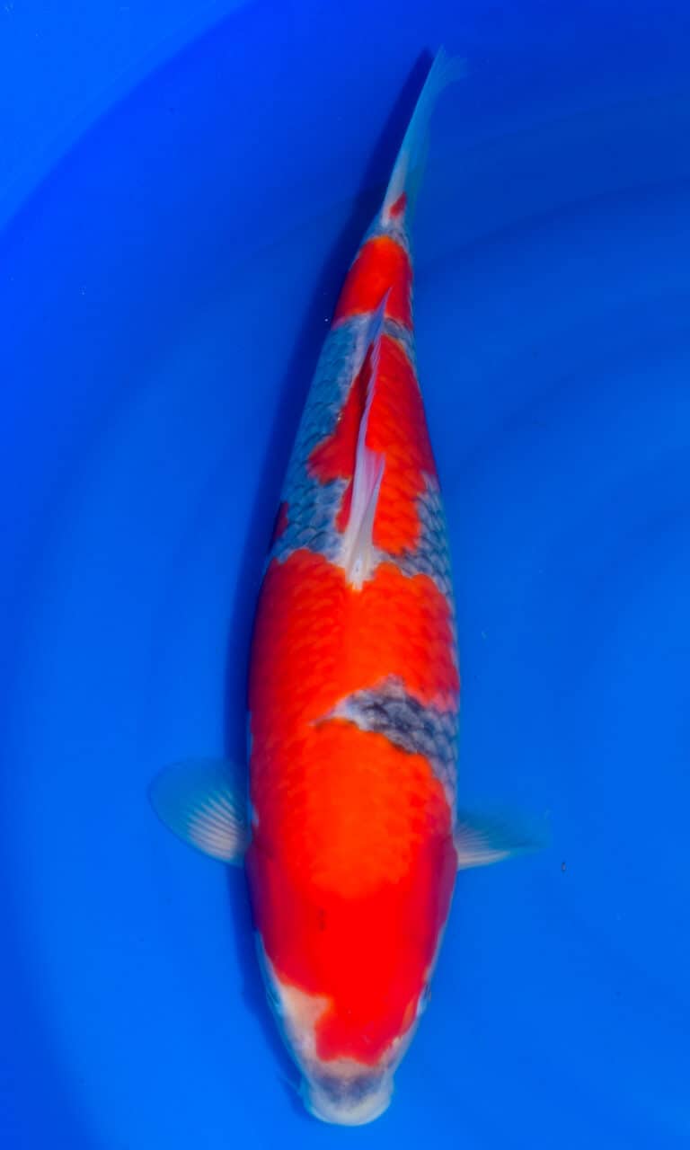 Colourful koi fish swimming in blue water