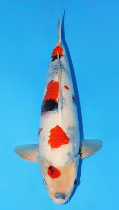 Colourful koi fish with red, black, and white markings.