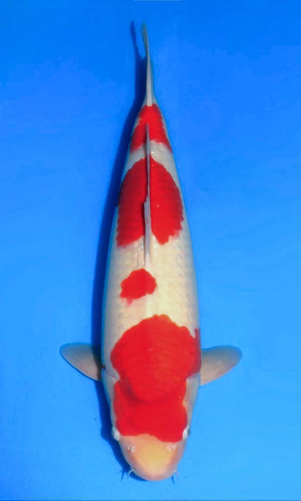 Red and white koi fish on blue background.