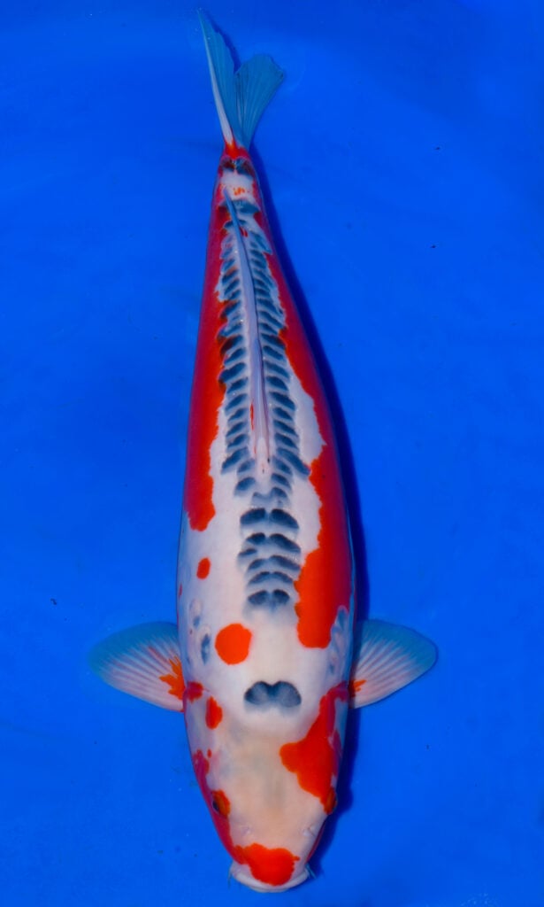 Colourful koi fish in clear water