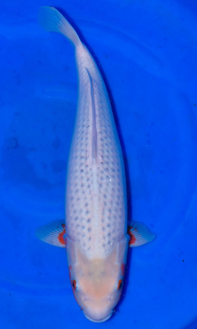 White koi fish swimming in blue water