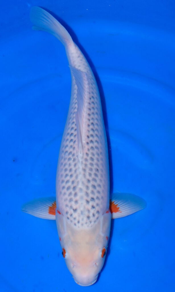 White koi fish in blue water