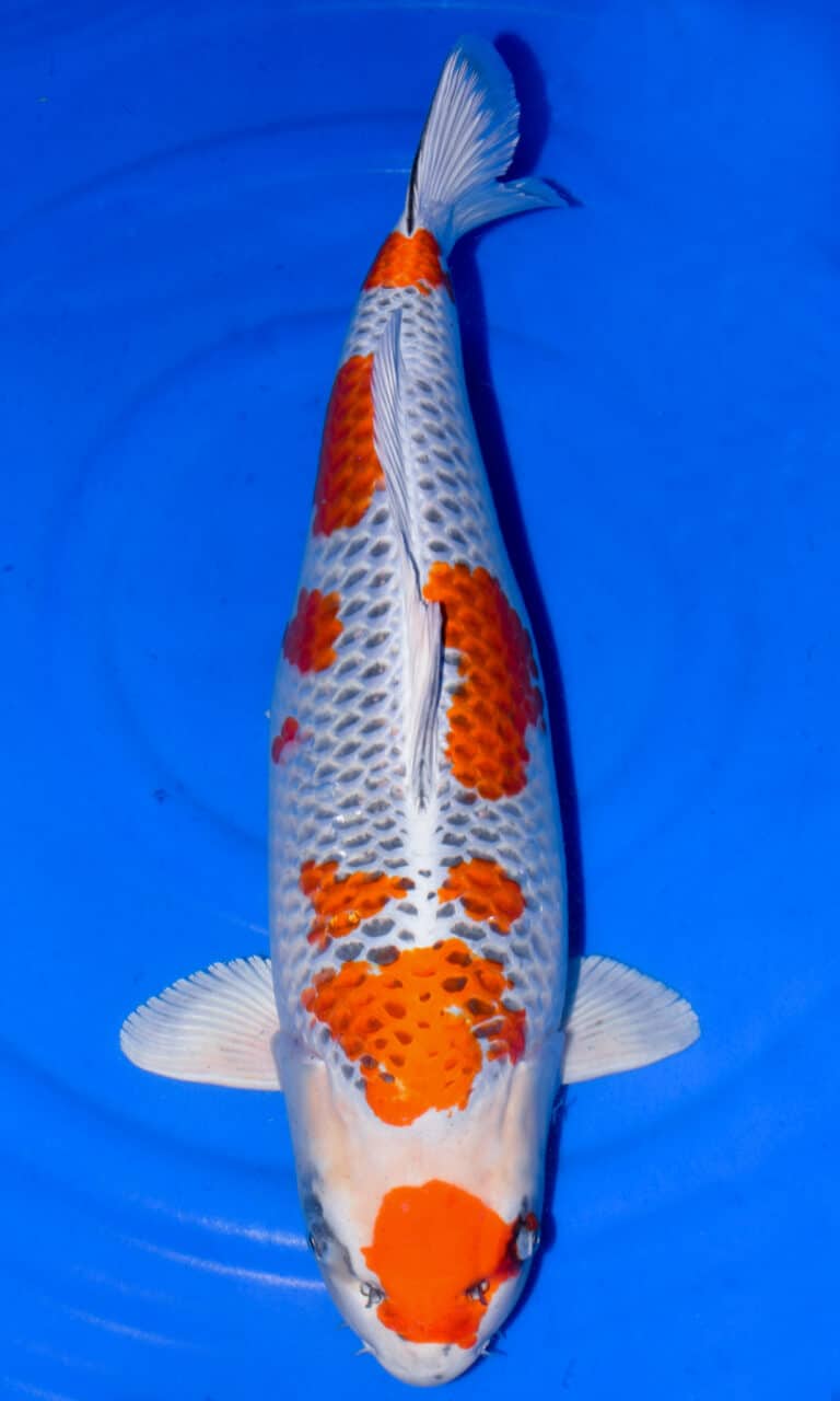 Colourful koi fish swimming in clear blue water.