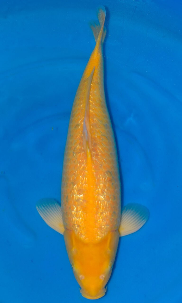 Bright yellow koi fish in blue water.