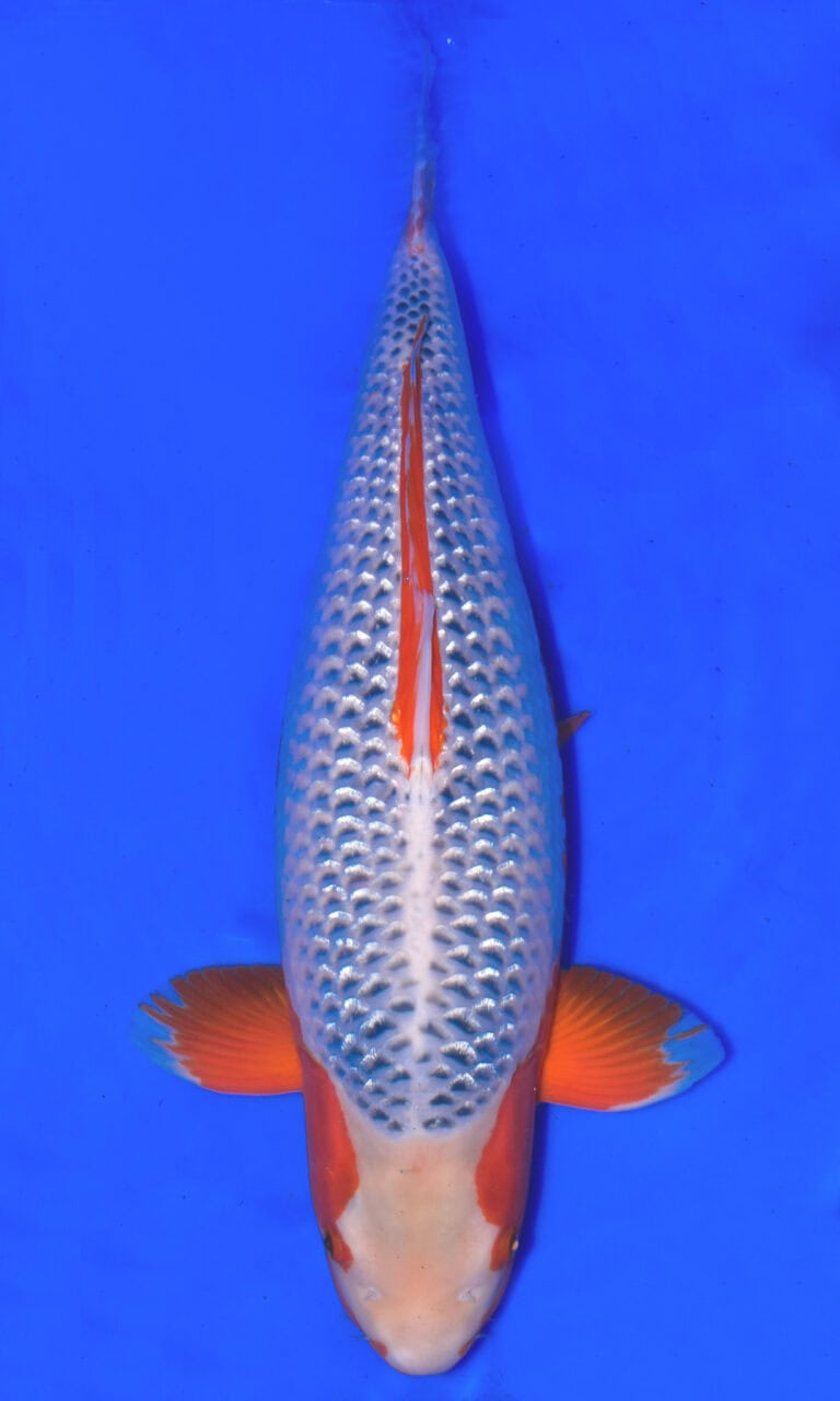 Colourful koi fish in blue water