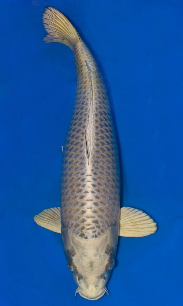 Top view of a koi fish in water.