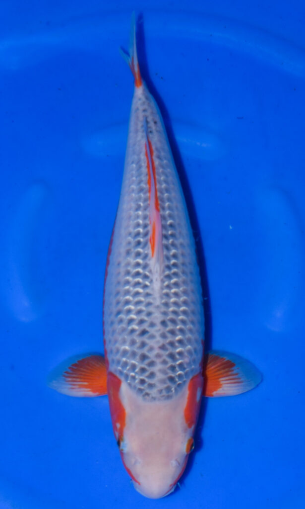 Top view of colourful koi fish in water.