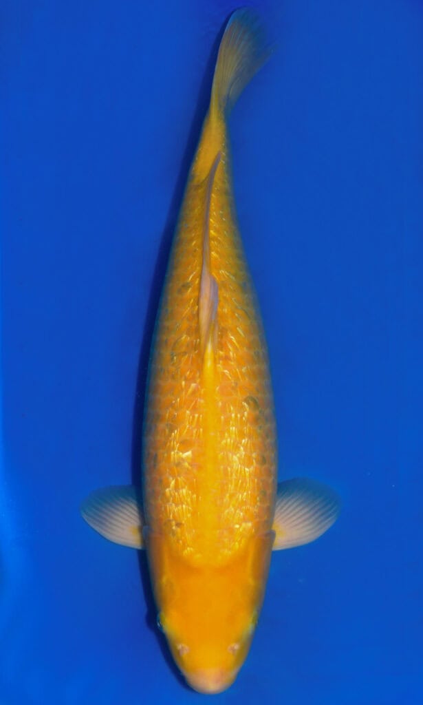 Golden koi fish in blue water