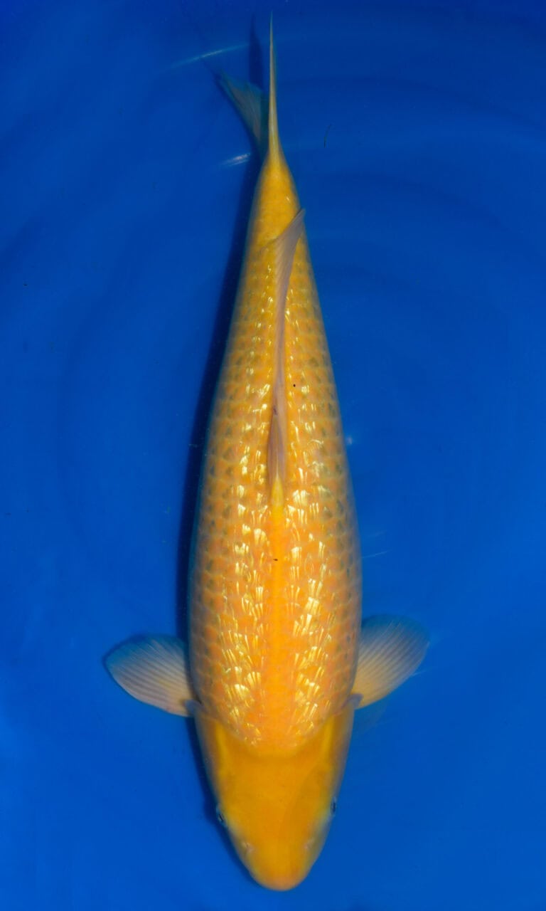 Yellow koi fish swimming in blue water