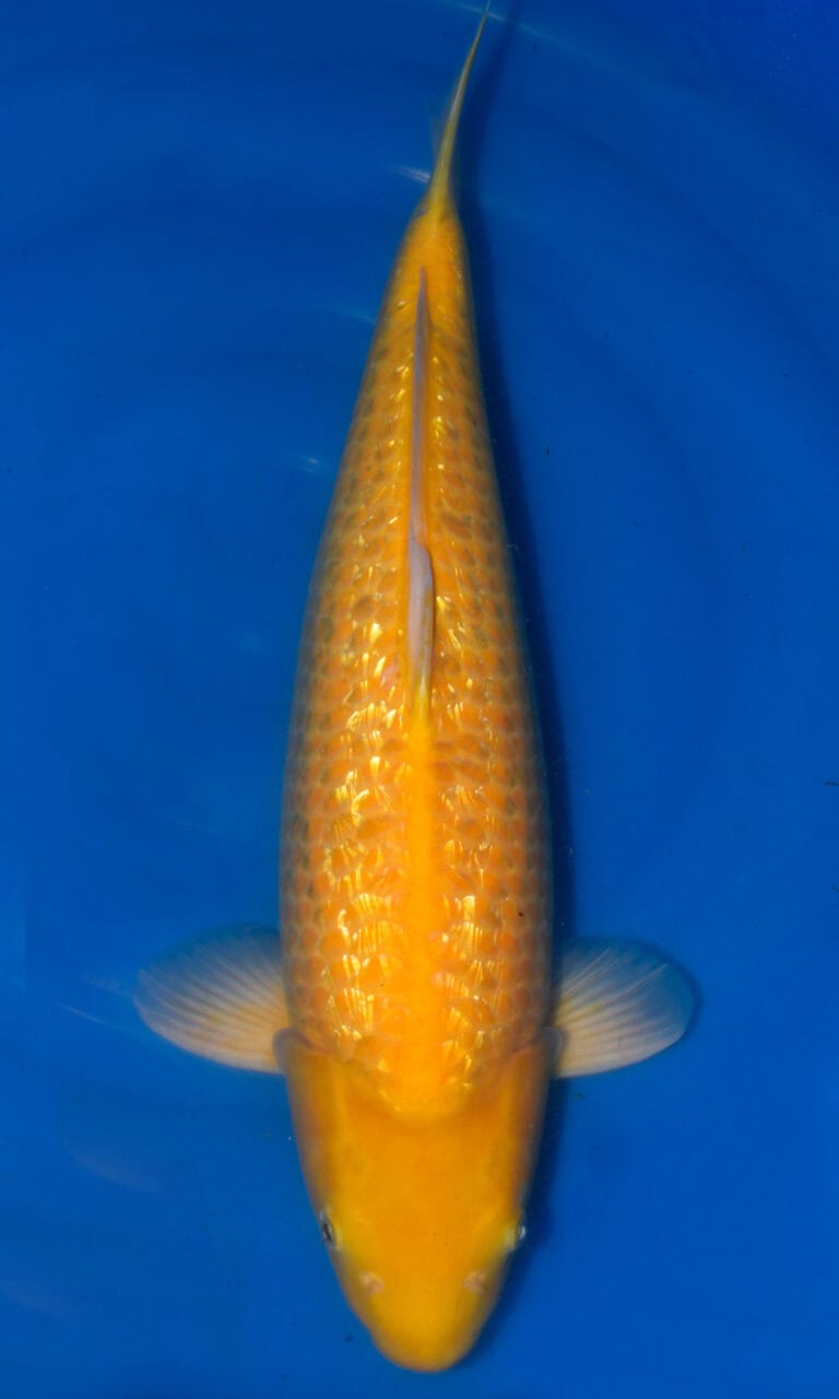 Golden koi fish swimming in water