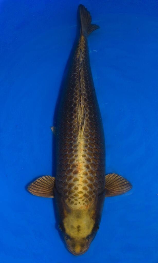 Top view of a koi fish in water.