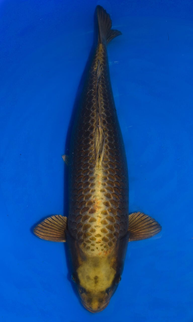 Top view of a koi fish in water.