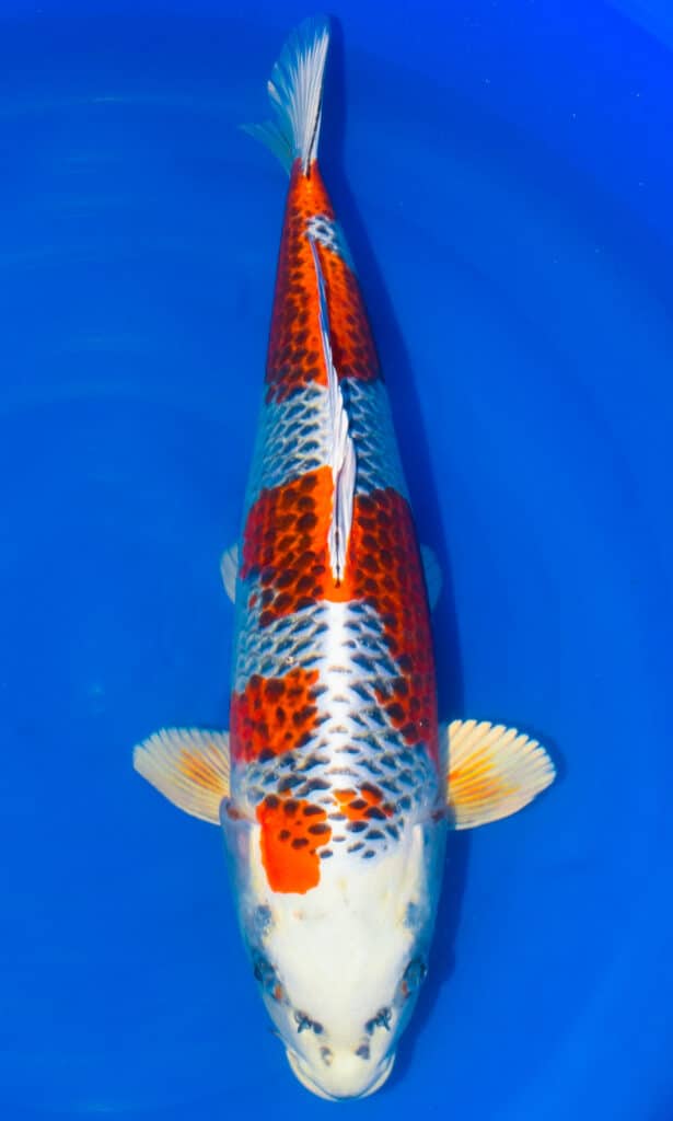 Colourful koi fish in blue water