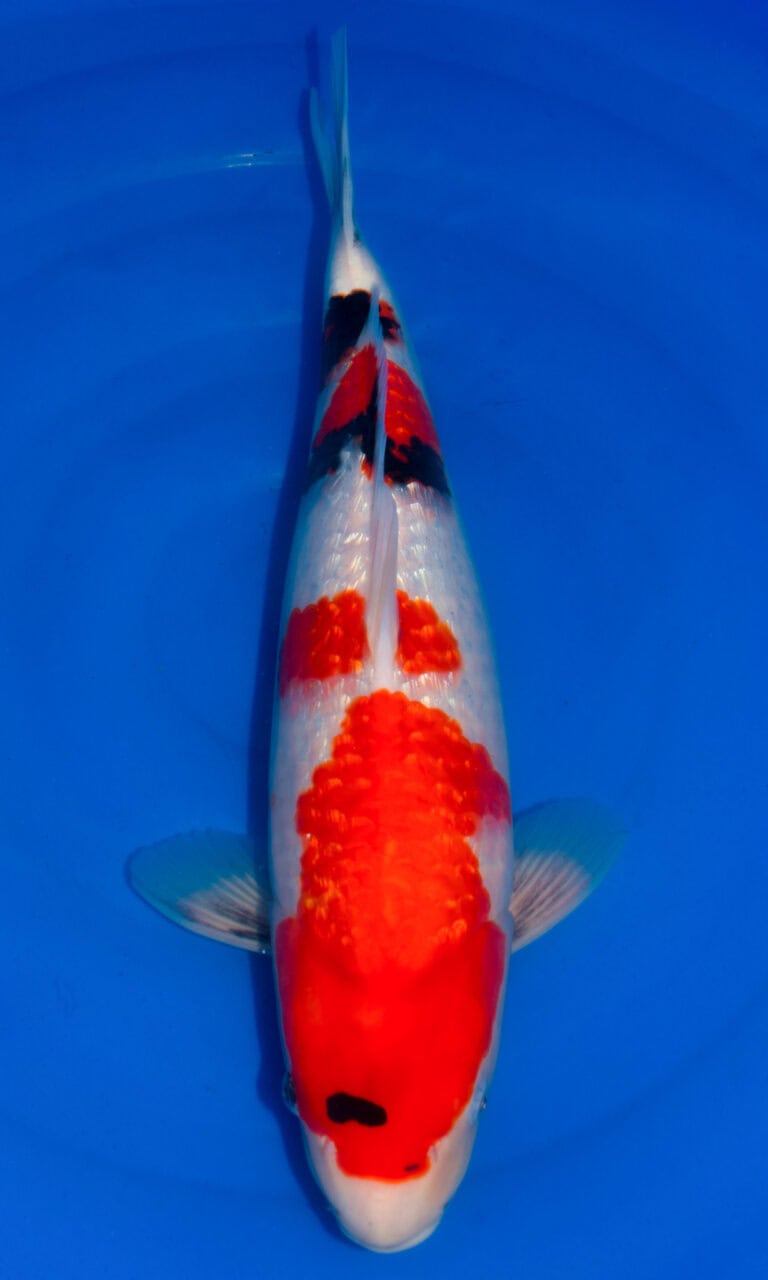 Colourful koi fish in clear blue water