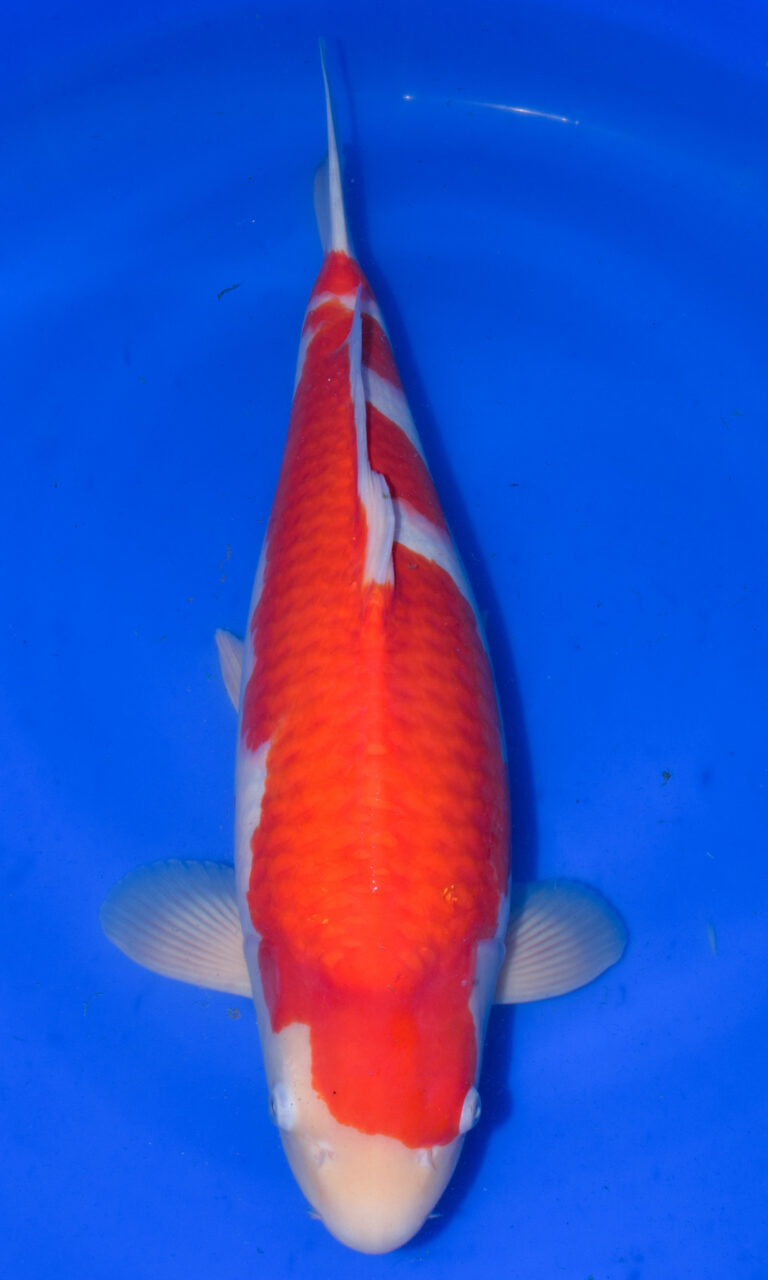 Red and white koi fish swimming in blue water.